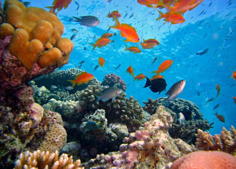 pet reefs partnership